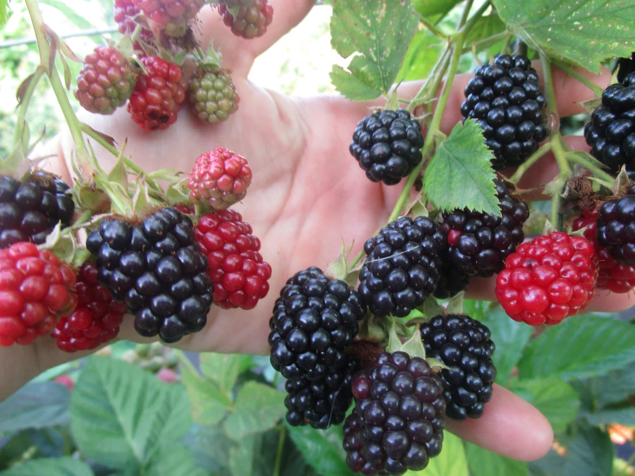 Ежевика садовая Китанани Ежевика садовая Китанани