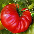 Томат Добрыня Никитич Томат Добрыня Никитич