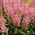 Астильба китайская Спотлайт Астильба китайская Спотлайт