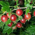 Крыжовник Красноплодный Крыжовник Красноплодный