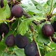 Крыжовник Сенатор