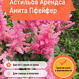 Астильба Арендса Анита Пфейфер