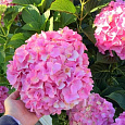 Гортензия крупнолистная Belle Seduction Гортензия крупнолистная Belle Seduction