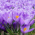 Крокус крупноцветковый Аква Крокус крупноцветковый Аква