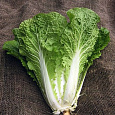 Капуста пекинская Хибинская Капуста пекинская Хибинская