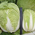 Капуста Пекинская Русский размер F1 Капуста Пекинская Русский размер F1