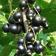 Смородина черная Поклон Борисовой Смородина черная Поклон Борисовой