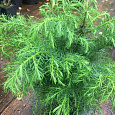 Криптомерия японская Elegans Viridis  Криптомерия японская Elegans Viridis