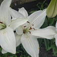 Лилия ла-гибрид Ричмонд Лилия ла-гибрид Ричмонд