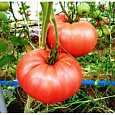 Томат Дикая роза