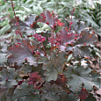 Гейхера  Flores Sea