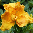 Лилейник гибридный Orange Nassau Лилейник гибридный Orange Nassau