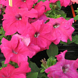 Петуния крупноцветковая Танго Розовая