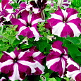 Петуния грандифлора Тритуния Парпл Стар