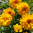 Кореопсис крупноцветковый Затея