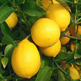 Цитрус Лаймкват Лейкленд Цитрус Лаймкват Лейкленд