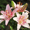 Лилия азиатская Танго Оушн Бриз Лилия азиатская Танго Оушн Бриз