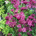 Астранция крупная Руби Веддинг