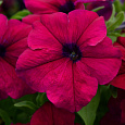 Петуния грандифлора Дримс Бургунди