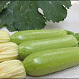 Кабачок  Мини-цукини Кабачок  Мини-цукини