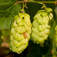 Хмель обыкновенный Ауреус