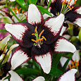 Лилия азиатская Танго Блэк Ай