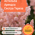 Астильба Арендса Сестра Тереза