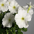 Петуния ампельная Эксплорер Клеа Вайт