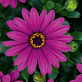 Остеоспермум Пэшн Пинк Остеоспермум Пэшн Пинк