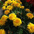 Бархатцы отклоненные махровые Джипси саншайн Бархатцы отклоненные махровые Джипси саншайн