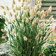 Декоративные злаки Зайцехвост Декоративные злаки Зайцехвост