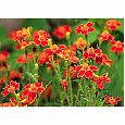 Бархатцы тонколистные Красный самоцвет Бархатцы тонколистные Красный самоцвет