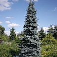 Ель колючая Oldenburg
