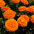 Календула махровая Оранжевый король Календула махровая Оранжевый король