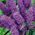 Буддлея Давида Софи (Патио) Буддлея Давида Софи (Патио)