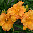 Лилейник гибридный Orange Nassau Лилейник гибридный Orange Nassau