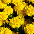 Бархатцы отклоненные махровые Бой желтые Бархатцы отклоненные махровые Бой желтые
