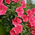 Петуния ампельная F1 Салмон Шейдез