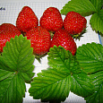 Земляника (Клубника) садовая Alfa Земляника (Клубника) садовая Alfa