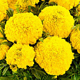 Бархатцы прямостоячие F1 Каландо Голд Бархатцы прямостоячие F1 Каландо Голд