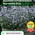 Душевик котовниковый Marvelette Blue Душевик котовниковый Marvelette Blue