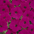 Петуния ампельная F1 Тайдал Вейв Парпл