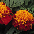 Бархатцы отклоненные махровые Бой гармония Бархатцы отклоненные махровые Бой гармония