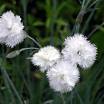 Гвоздика перистая Haytor White