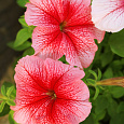 Петуния грандифлора Дэдди Ред