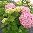 Гортензия крупнолистная Belle Seduction Гортензия крупнолистная Belle Seduction