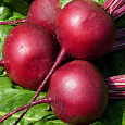 Свёкла столовая Эфиопка Свёкла столовая Эфиопка