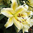 Лилия азиатская Йеллоу Тайгер