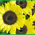 Подсолнечник однолетний Джекпот Подсолнечник однолетний Джекпот