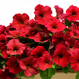 Петуния ампельная F1 Изи Вейв	Ред